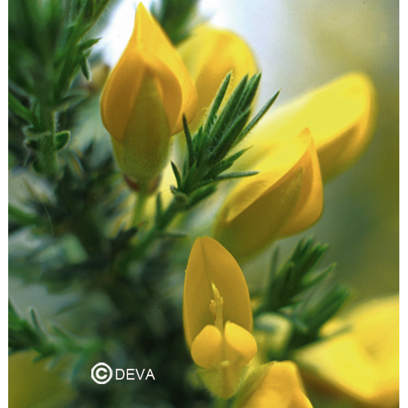 Ajonc - Gorse - Fleurs de Bach n°13 - Elixir Floral Deva