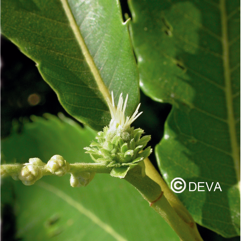 Châtaignier - Sweet Chestnut - Fleurs de Bach n°30 - Elixir Floral Deva