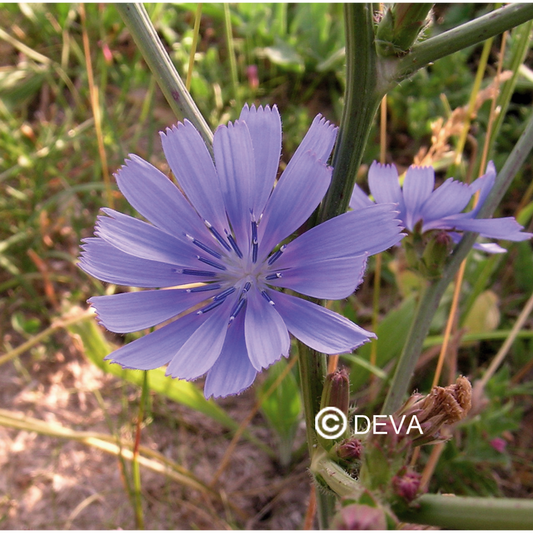 Chicoree - Chicory - Fleurs de Bach n°8 - Elixir Floral Deva