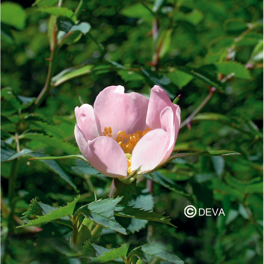 Eglantier- Wild Rose - Fleurs de Bach n°37 - Elixir Floral Deva