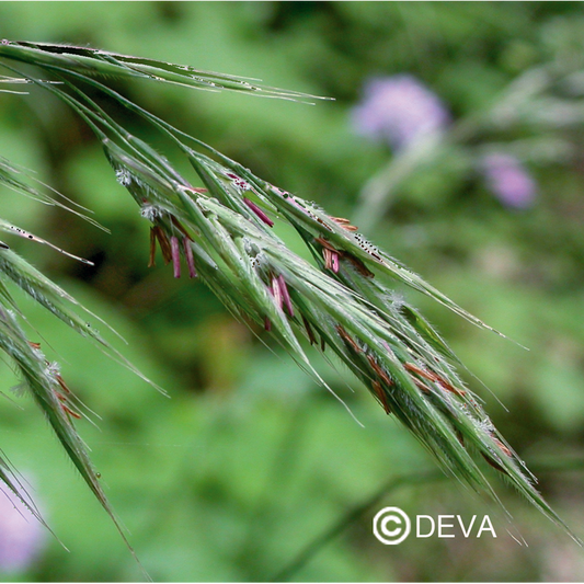 Folle Avoine - Wild Oat - Fleurs de Bach n°36 - Elixir Floral Deva
