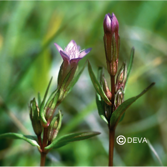 Gentiane - Gentian - Fleurs de Bach n°12 - Elixir Floral Deva