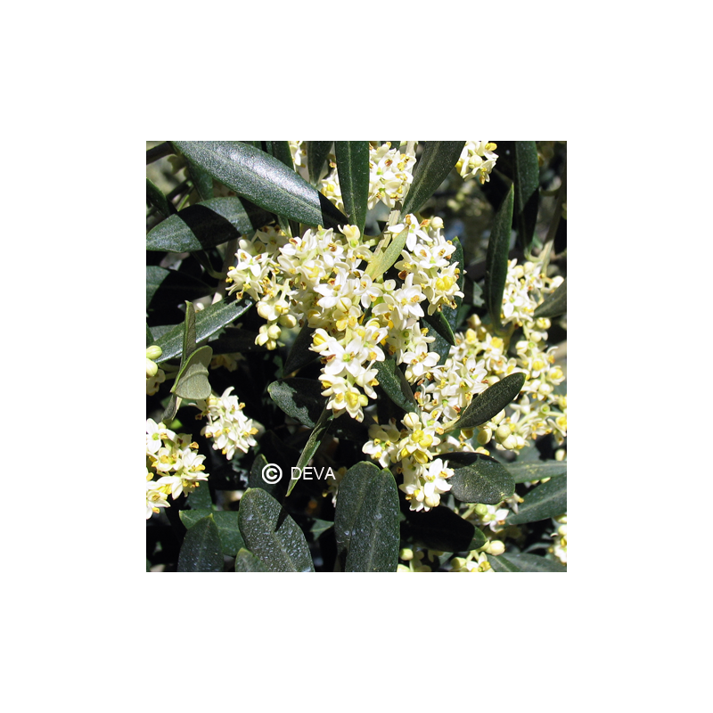 Olivier - Olive - Fleurs de Bach n°23 - Elixir Floral Deva