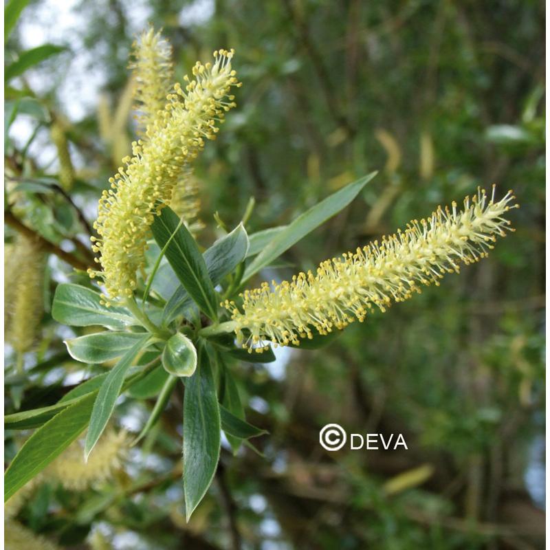 Saule - Willow - Fleurs de Bach n°38 - Elixir Floral Deva