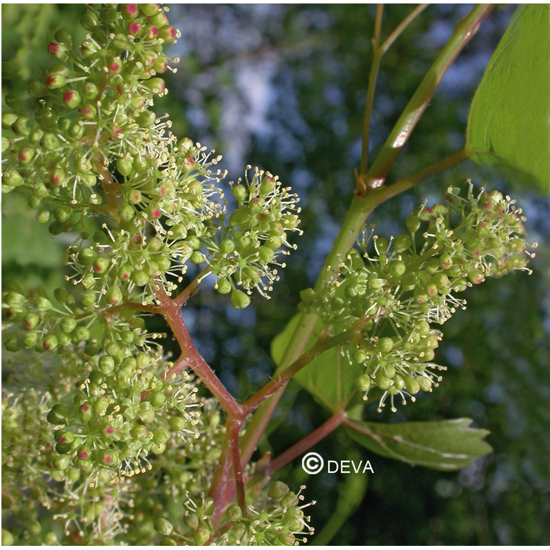 Vigne - Vine - Fleurs de Bach n°32 - Elixir Floral Deva