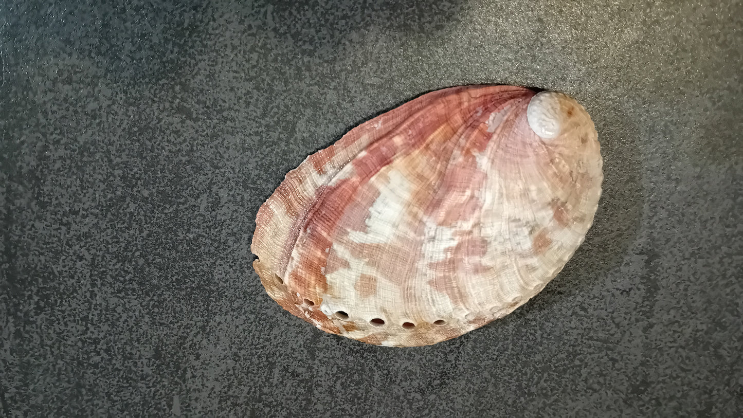 Brûle encens - Coquille d'ormeau naturelle