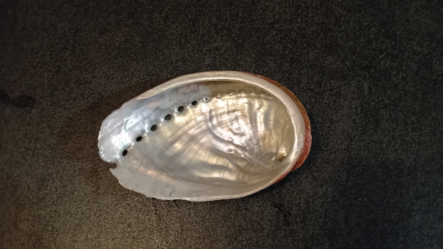 Brûle encens - Coquille d'ormeau naturelle