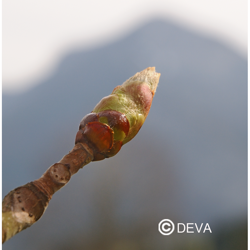 Bourgeons de Marronier - Fleurs de Bach n°7 - Elixir Floral Deva