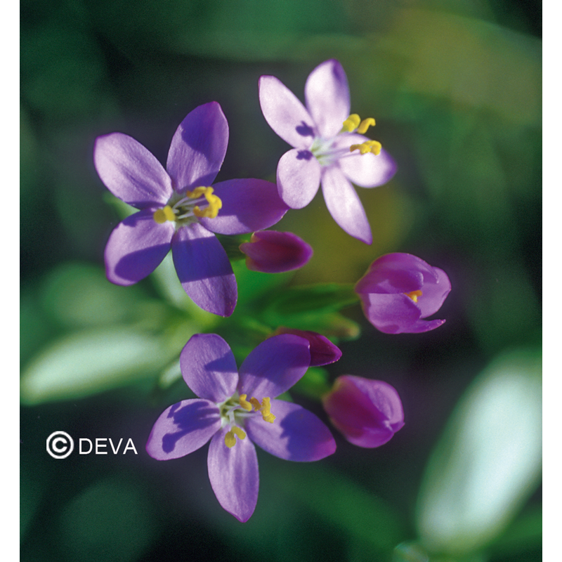 Centauree - Centaury  - Fleurs de Bach n°4 - Elixir Floral Deva