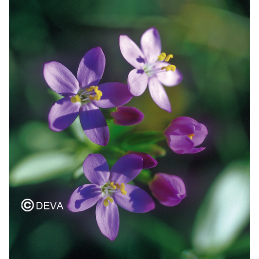 Centauree - Centaury  - Fleurs de Bach n°4 - Elixir Floral Deva