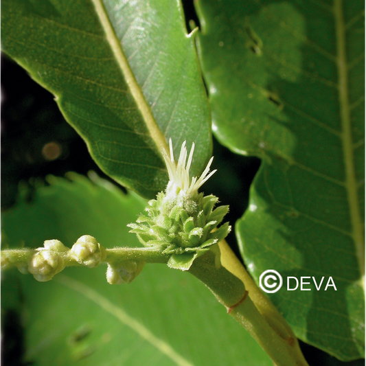 Châtaignier - Sweet Chestnut - Fleurs de Bach n°30 - Elixir Floral Deva