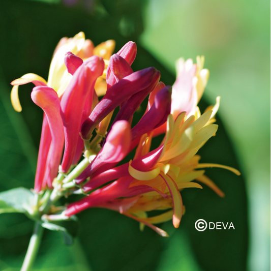 Chevrefeuille - Honeysuckle - Fleurs de Bach n°16 - Elixir Floral Deva
