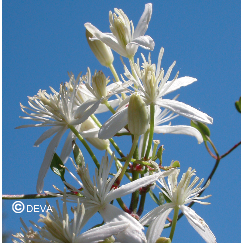 Clematite - Clematis -  Fleurs de Bach n°9 - Elixir Floral Deva