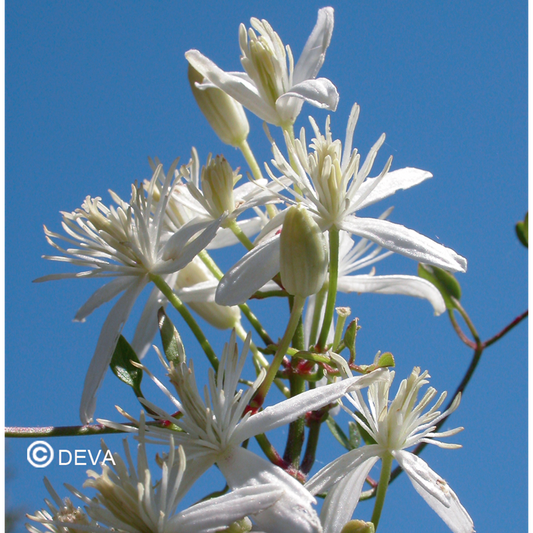 Clematite - Clematis -  Fleurs de Bach n°9 - Elixir Floral Deva