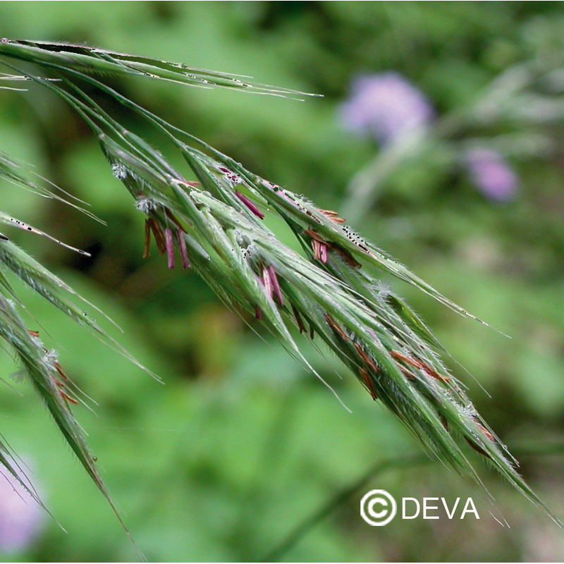 Folle Avoine - Wild Oat - Fleurs de Bach n°36 - Elixir Floral Deva