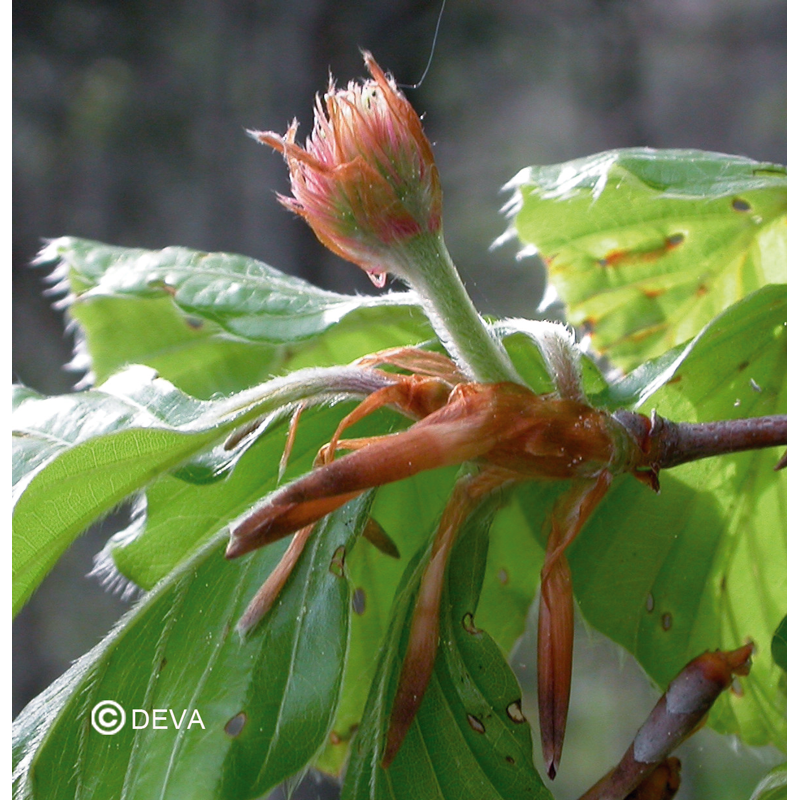 Hetre - Beech - Fleurs de Bach n°3 - Elixir Floral Deva