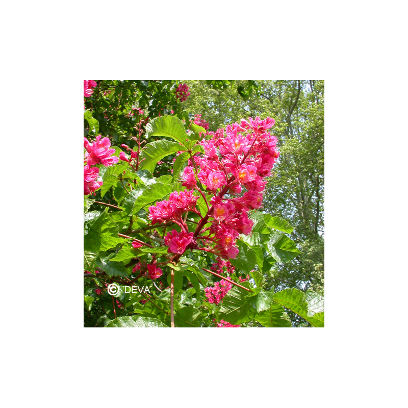 Marronnier Rouge - Red Chestnut - Fleurs de Bach n°25 - Elixir Floral Deva