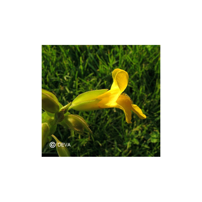 Mimulus Jaune - Mimulus - Fleurs de Bach n°20 - Elixir Floral Deva