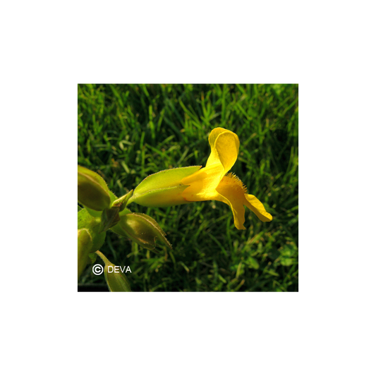 Mimulus Jaune - Mimulus - Fleurs de Bach n°20 - Elixir Floral Deva
