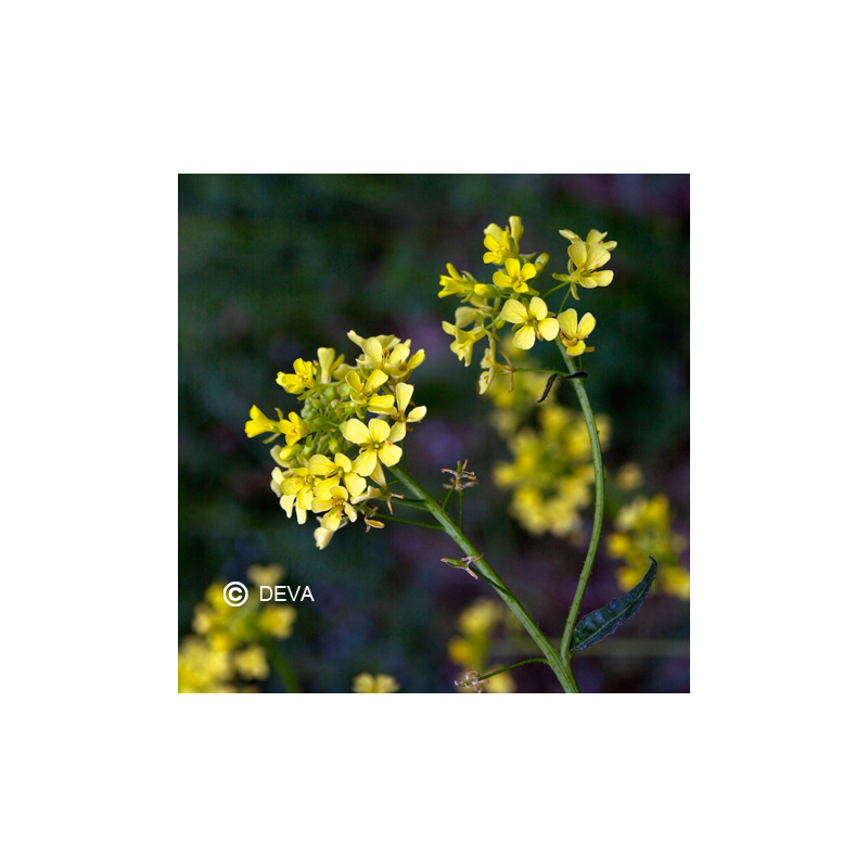 Moutarde - Mustard - Fleurs de Bach n°21 - Elixir Floral Deva