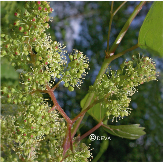 Vigne - Vine - Fleurs de Bach n°32 - Elixir Floral Deva
