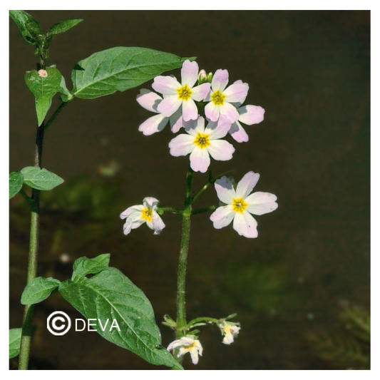 Violette d'eau - Fleurs de Bach n°34 - Elixir Floral Deva